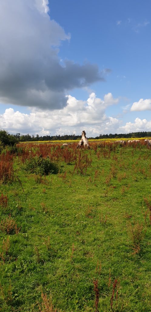 Koningspaarden Oostvaardersplassen Free Yourself Nature Walk