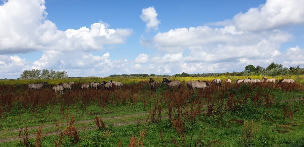 Paarden Oostvaardersplassen Free Yourself Nature Walk