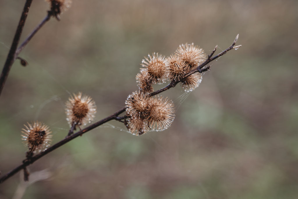 VI-Photography-202