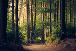 Licht valt door het bos